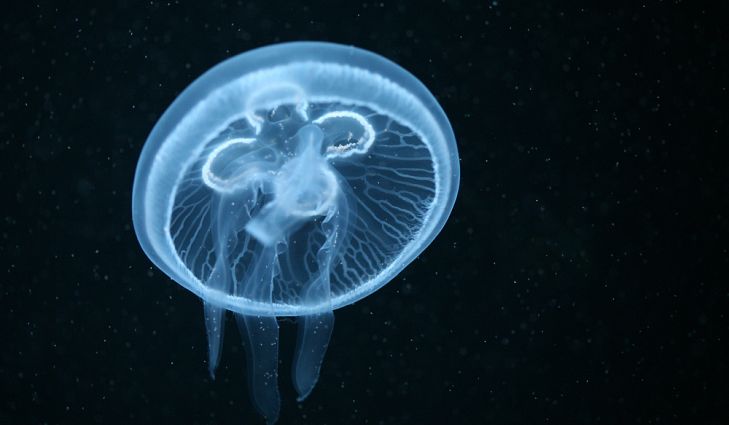 Медуза-луна - Moon jellyfish