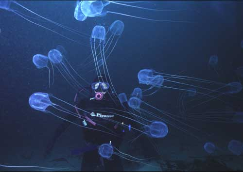 Самые опасные медузы в мире - кубомедузы