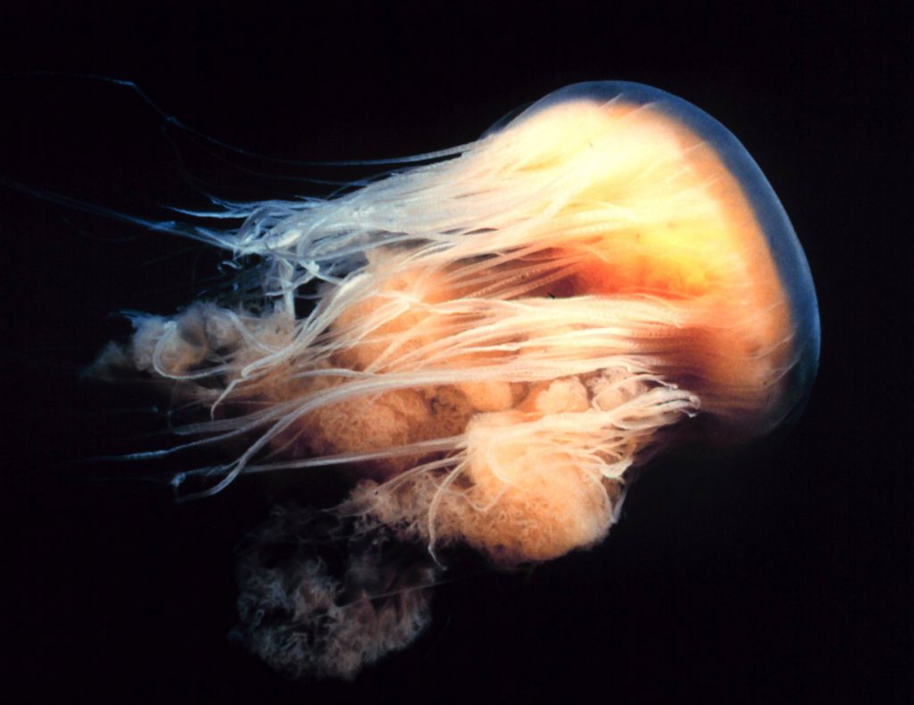 Ядовитые медузы - волосистая цианея