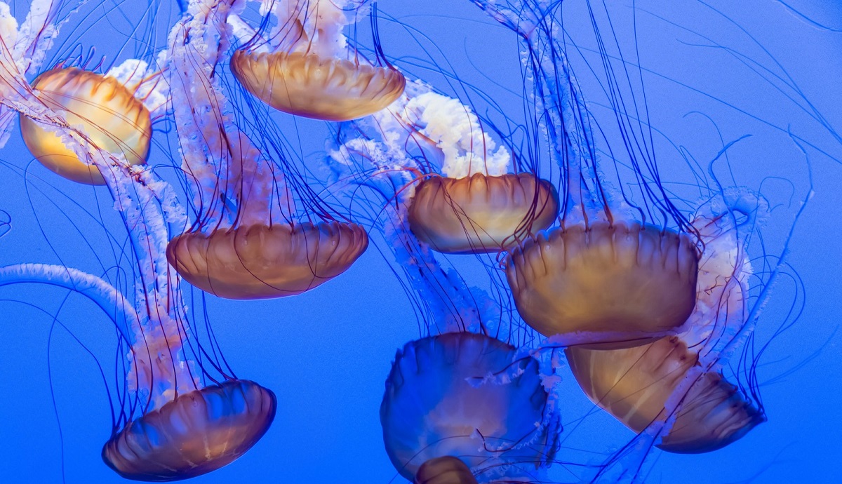 Ядовитые медузы мира