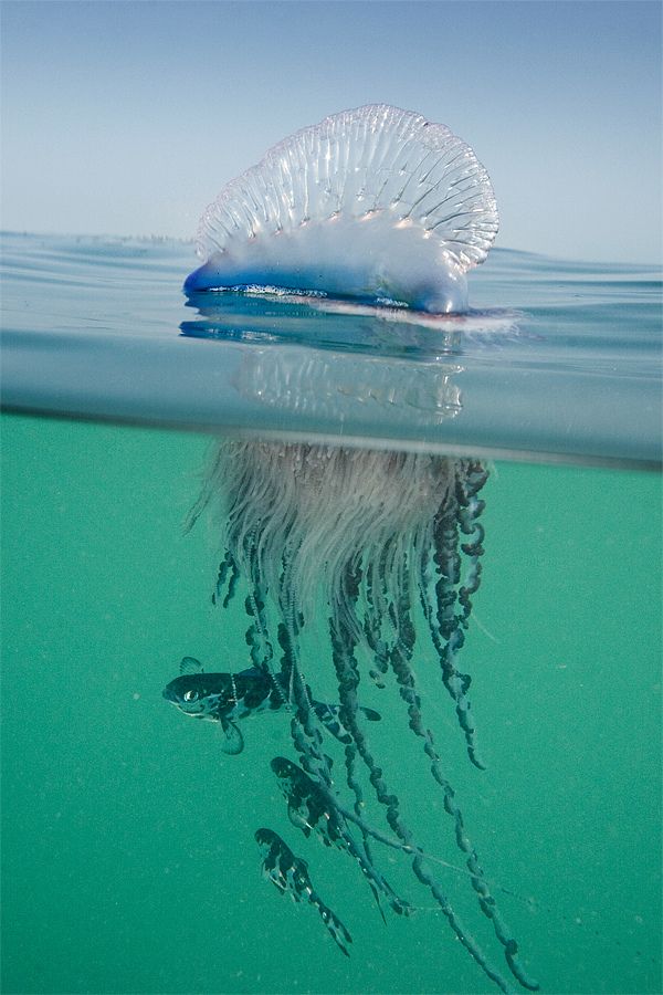 Ядовитые медузы мира - Португальский военный кораблик (физалия)